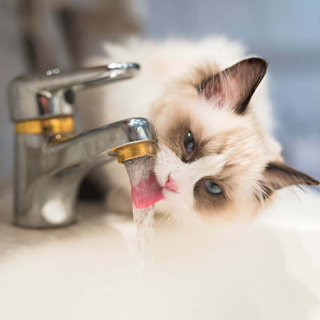 The Fatal Water Softener Installation Mistake That Destroys Your Plumbing (And How to Avoid It)